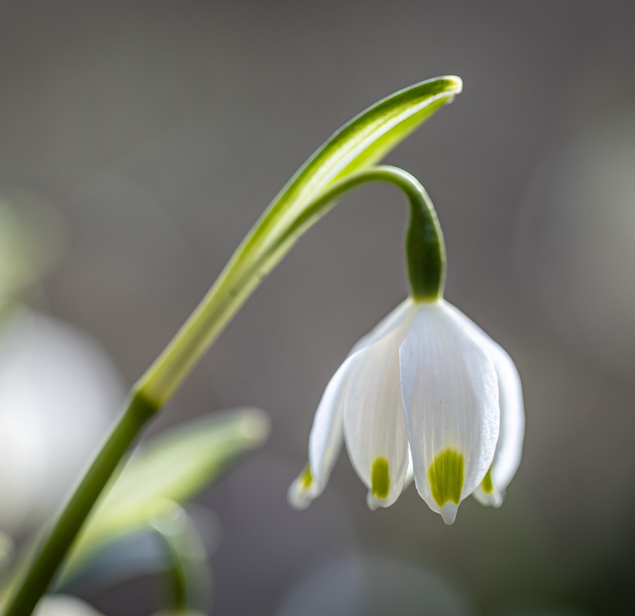 Close up, snowdrops in the ground, macro photography, spring concept.