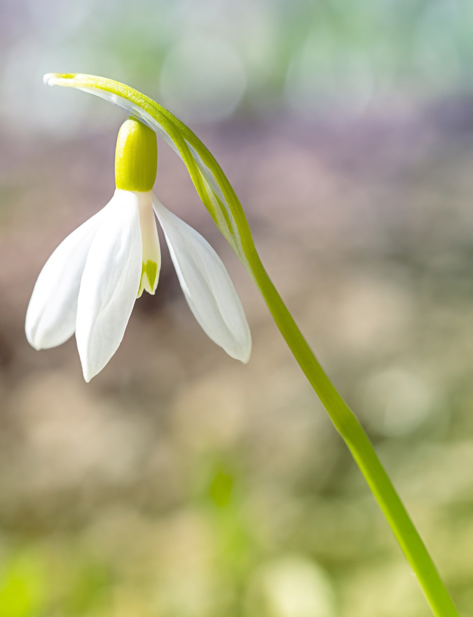 The first spring flowers, snowdrops. The concept of spring